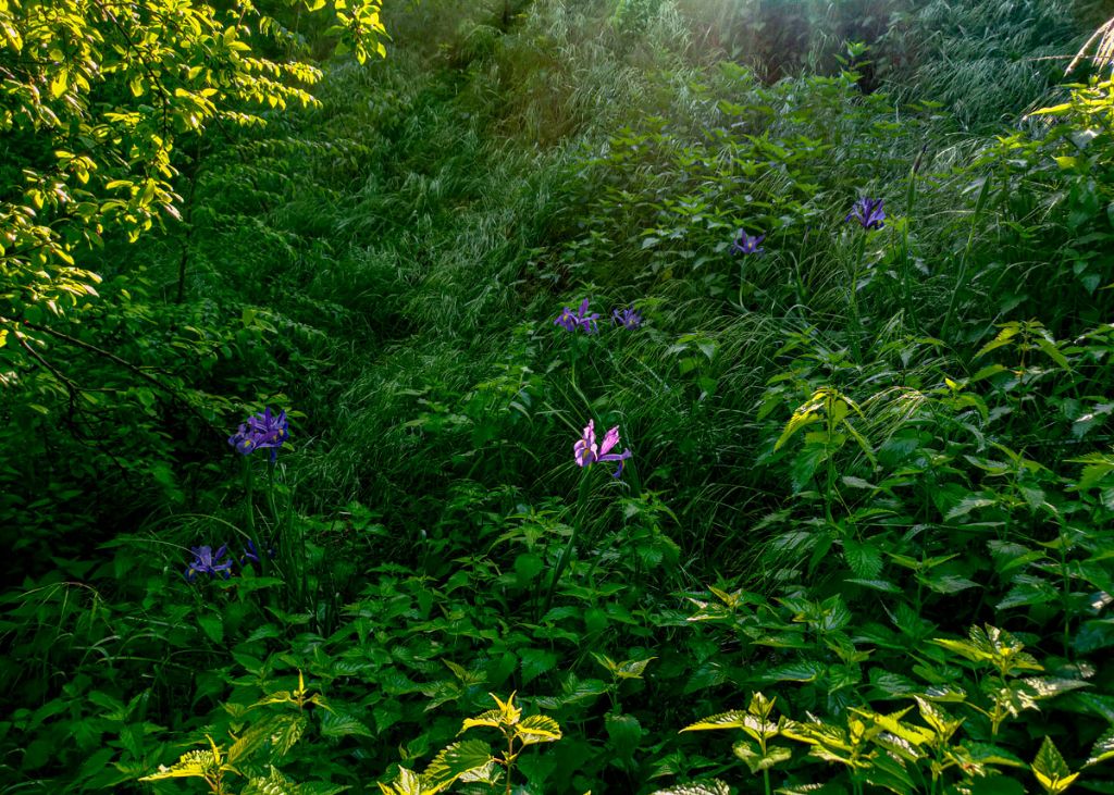 Xiphion xiphium (L.) M.B.Crespo, Mart.Azor�n & Mavrodiev